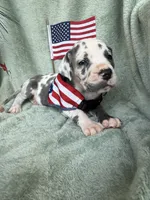 Gweneviere , a female Great Dane for sale in Summerfield, FL – 4 of 7