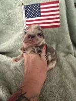 Commander, a male French Bulldog for sale in Summerfield, FL – 8 of 10