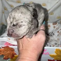 processed/21ee8f6d-4ae1-4482-a1fb-0b75ddd07d53/listing/597ad821-2b91-48c8-a0ac-0eb765fd751b/55174fec-26ee-4a55-b1eb-1ce02154d4d5