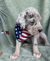 Blue merle tanpoint Euro, a female Great Dane for sale in Summerfield, FL – 10 of 10