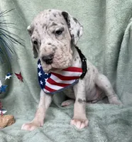 Blue merle tanpoint Euro, a female Great Dane for sale in Summerfield, FL – 9 of 10