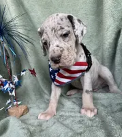 Blue merle tanpoint Euro, a female Great Dane for sale in Summerfield, FL – 7 of 10