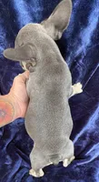 Bleu , a male French Bulldog for sale in Summerfield, FL – 8 of 8