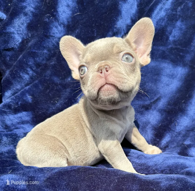 Isabella female  – French Bulldog puppy for sale in Summerfield, FL