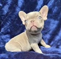 Isabella female , a female French Bulldog for sale in Summerfield, FL – 1 of 10