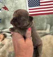 Chief, a male French Bulldog for sale in Summerfield, FL – 2 of 8