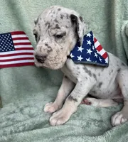 Blue merle tanpoint Euro, a female Great Dane for sale in Summerfield, FL – 6 of 10