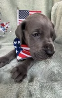 Blueberry , a female Great Dane for sale in Summerfield, FL – 9 of 10