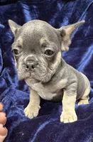 Bleu , a male French Bulldog for sale in Summerfield, FL – 3 of 8