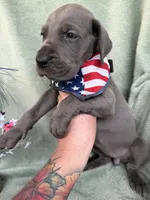 Blueberry , a female Great Dane for sale in Summerfield, FL – 6 of 10