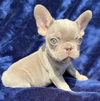 Isabella female , a female French Bulldog for sale in Summerfield, FL – 4 of 10