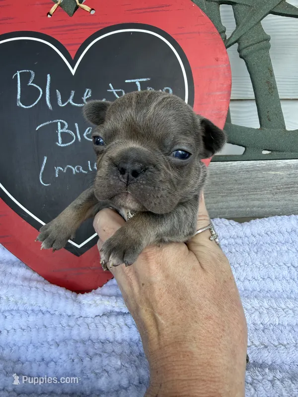 Chief – French Bulldog puppy for sale in Summerfield, FL