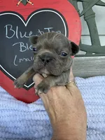 Chief, a male French Bulldog for sale in Summerfield, FL – 1 of 10
