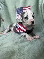 Gweneviere , a female Great Dane for sale in Summerfield, FL – 2 of 7
