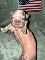 Commander, a male French Bulldog for sale in Summerfield, FL – 2 of 10