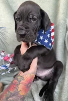 Kol, a male Great Dane for sale in Summerfield, FL – 7 of 8