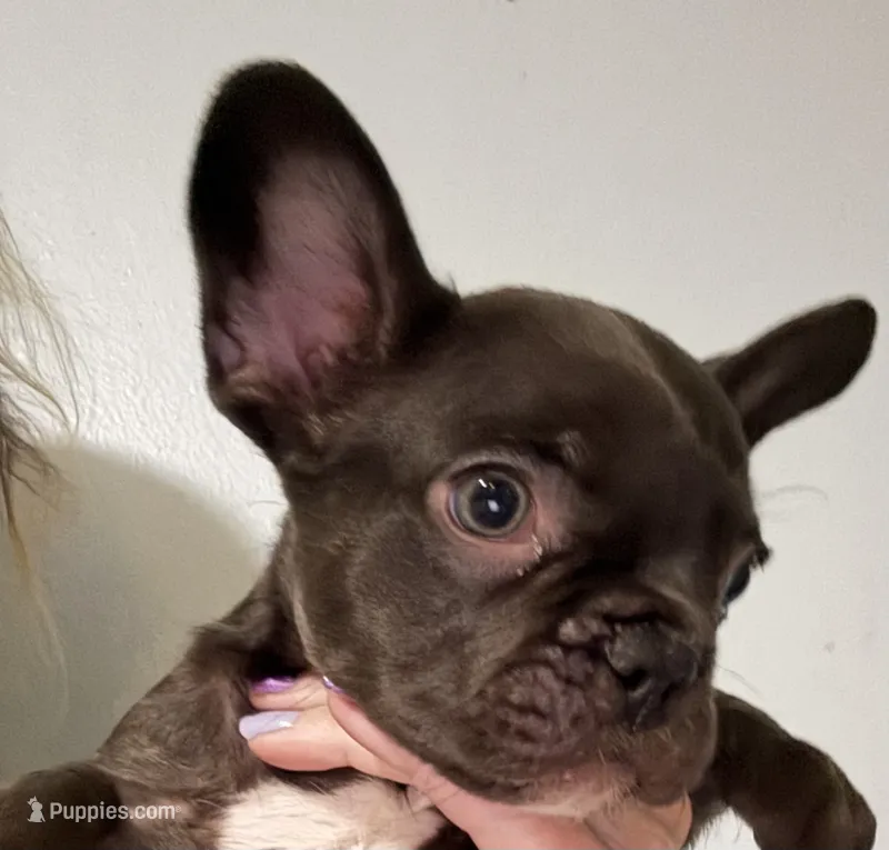 Hershey – French Bulldog puppy for sale in Summerfield, FL