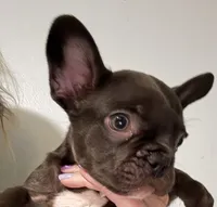 Hershey, a male French Bulldog for sale in Summerfield, FL – 1 of 3