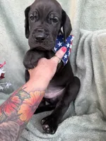 Kol, a male Great Dane for sale in Summerfield, FL – 6 of 8