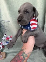 Blueberry , a female Great Dane for sale in Summerfield, FL – 10 of 10