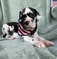Athena , a female Great Dane for sale in Summerfield, FL – 5 of 9