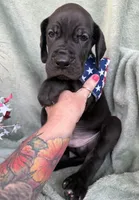 Kol, a male Great Dane for sale in Summerfield, FL – 3 of 8