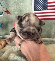Fluffy chocolate merle, a female French Bulldog for sale in Summerfield, FL – 5 of 5