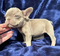 Isabella female , a female French Bulldog for sale in Summerfield, FL – 6 of 10