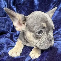 Bleu , a male French Bulldog for sale in Summerfield, FL – 7 of 8