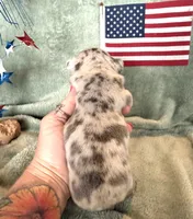 Freedom , a female French Bulldog for sale in Summerfield, FL – 3 of 4