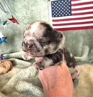 Fluffy chocolate merle, a female French Bulldog for sale in Summerfield, FL – 4 of 5