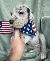 Blue merle tanpoint Euro, a female Great Dane for sale in Summerfield, FL – 2 of 10