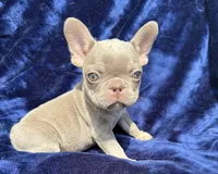 Isabella female , a female French Bulldog for sale in Summerfield, FL – 3 of 10