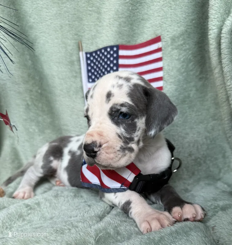 Gweneviere  – Great Dane puppy for sale in Summerfield, FL