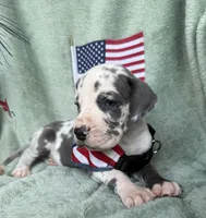 Gweneviere , a female Great Dane for sale in Summerfield, FL – 1 of 7