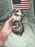 Commander, a male French Bulldog for sale in Summerfield, FL – 3 of 10