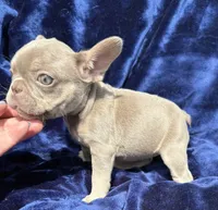 Isabella female , a female French Bulldog for sale in Summerfield, FL – 8 of 10