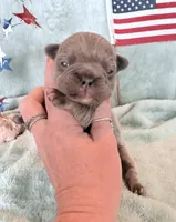 Chief, a male French Bulldog for sale in Summerfield, FL – 7 of 8