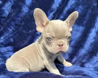 Isabella female , a female French Bulldog for sale in Summerfield, FL – 5 of 10