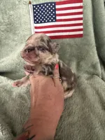 Commander, a male French Bulldog for sale in Summerfield, FL – 9 of 10