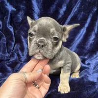 Bleu , a male French Bulldog for sale in Summerfield, FL – 6 of 8