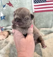 Chief, a male French Bulldog for sale in Summerfield, FL – 6 of 8