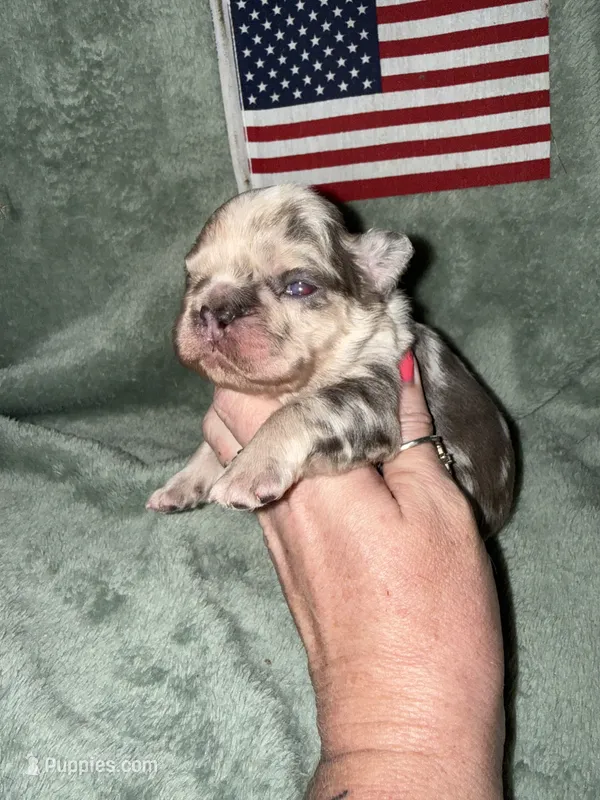 Commander – French Bulldog puppy for sale in Summerfield, FL