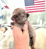 Chief, a male French Bulldog for sale in Summerfield, FL – 4 of 8
