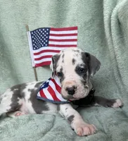 Gweneviere , a female Great Dane for sale in Summerfield, FL – 7 of 7