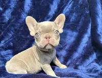 Isabella female , a female French Bulldog for sale in Summerfield, FL – 7 of 10