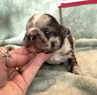 Fluffy chocolate merle, a female French Bulldog for sale in Summerfield, FL – 2 of 5