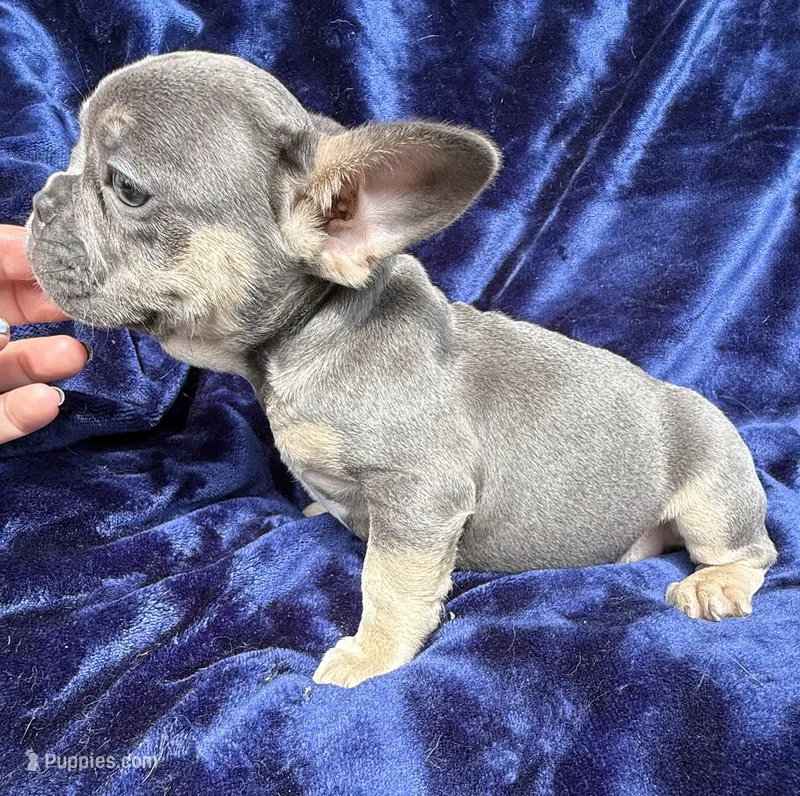 Bleu  – French Bulldog puppy for sale in Summerfield, FL