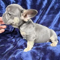 Bleu , a male French Bulldog for sale in Summerfield, FL – 1 of 8