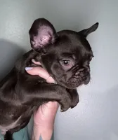 Hershey, a male French Bulldog for sale in Summerfield, FL – 3 of 3